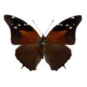 The tailed cecropian